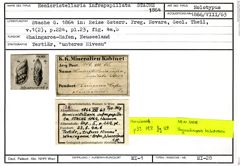 Karteikarte zum Holotyp von Hemicristellaria infrapapillata Stache, 1864